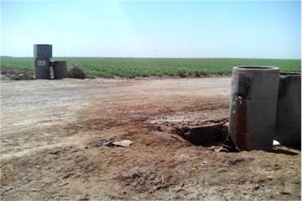 نیشکر دانیال