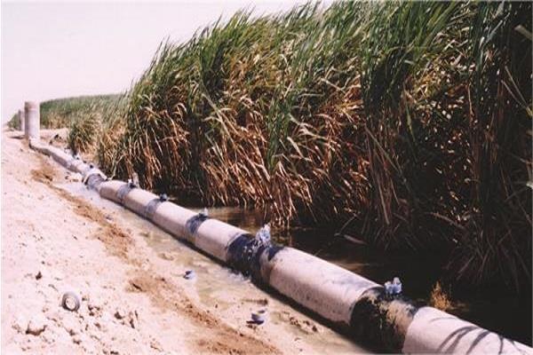 نیشکر دانیال