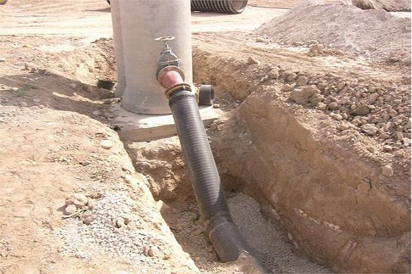 نیشکر دانیال